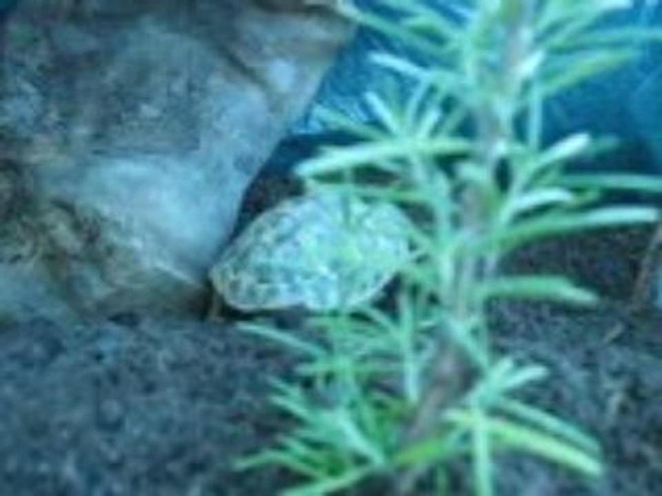 15 sept 2008 habitation Douce