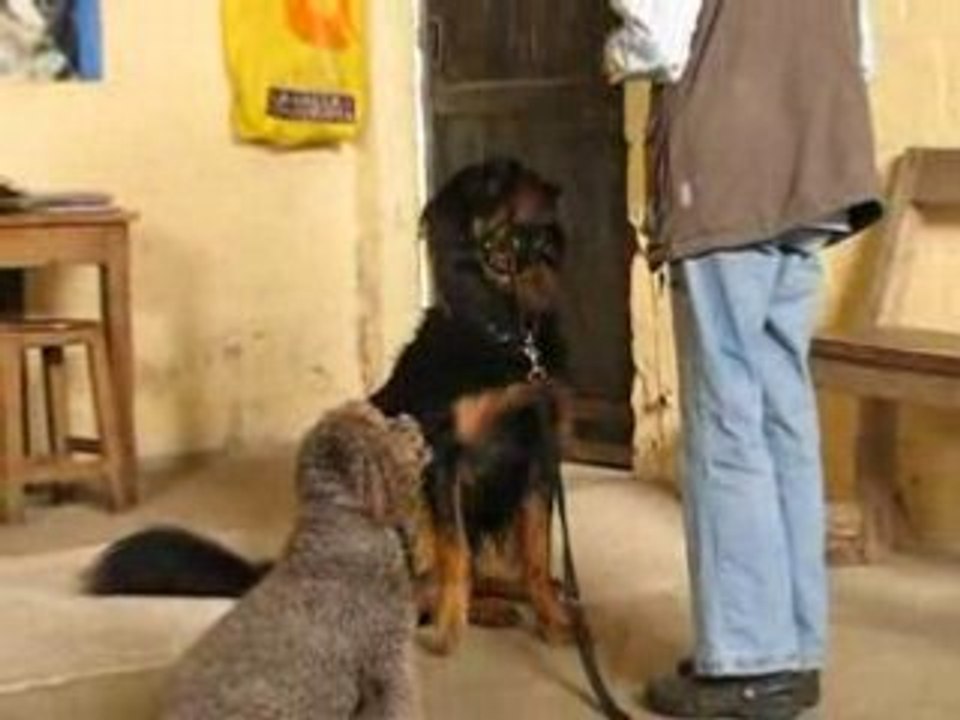 Susy Wishart - Education Canine