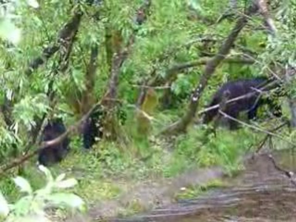 Ours à Mendenhall glacier - Juneau - Alaska