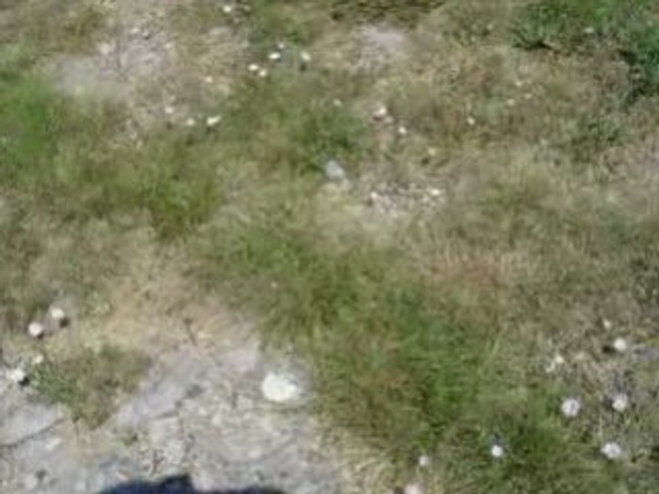 karting - départ type le mans