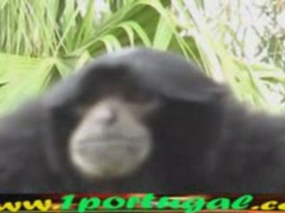 Jardim Zoologico de Lisboa - agosto 2008 - A