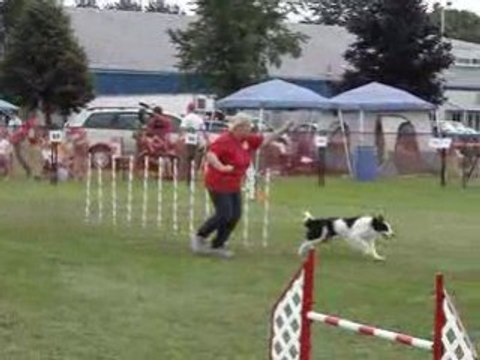 AAC National 2008 Tamy steeplechase vendredi agility