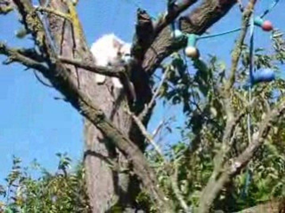 Dedikodu dans l'arbre
