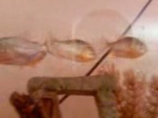 Piranhas in tank