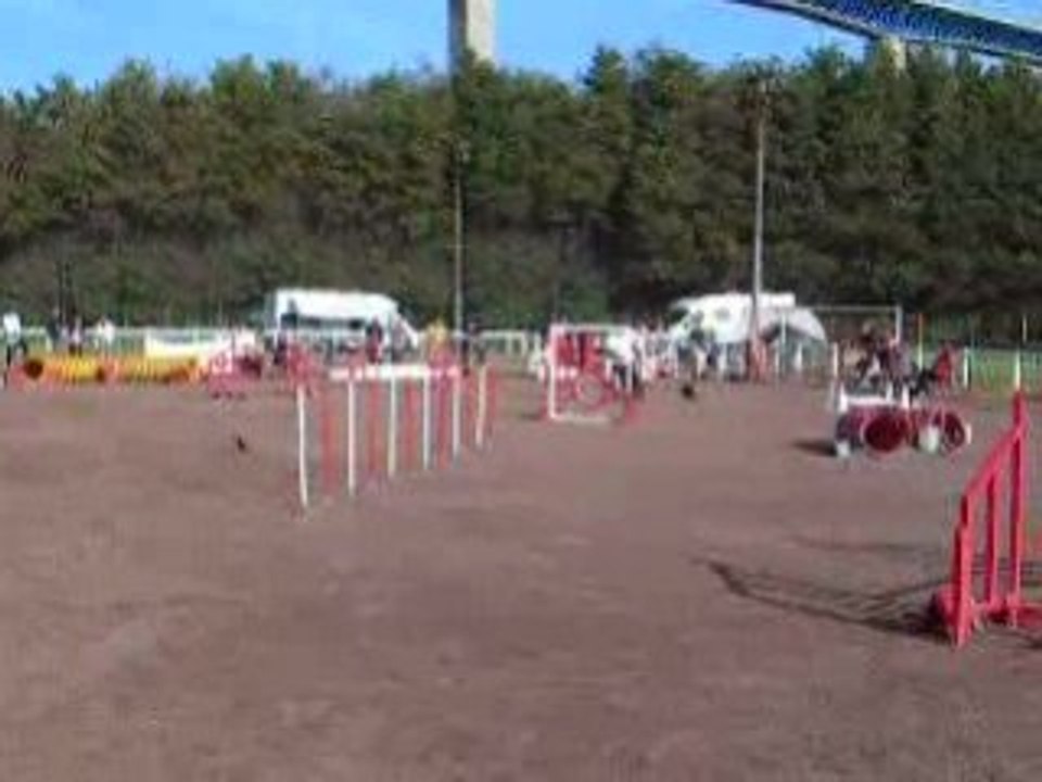 Concours d'agilty de saint léonard 2008