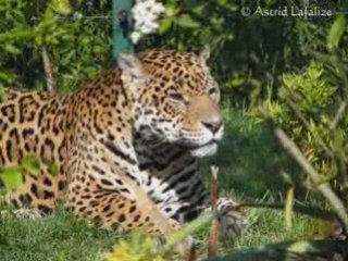 GUYANE FAUNE ET FLORE