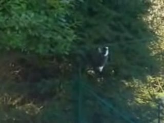 enclos pour chat a Beauvechain
