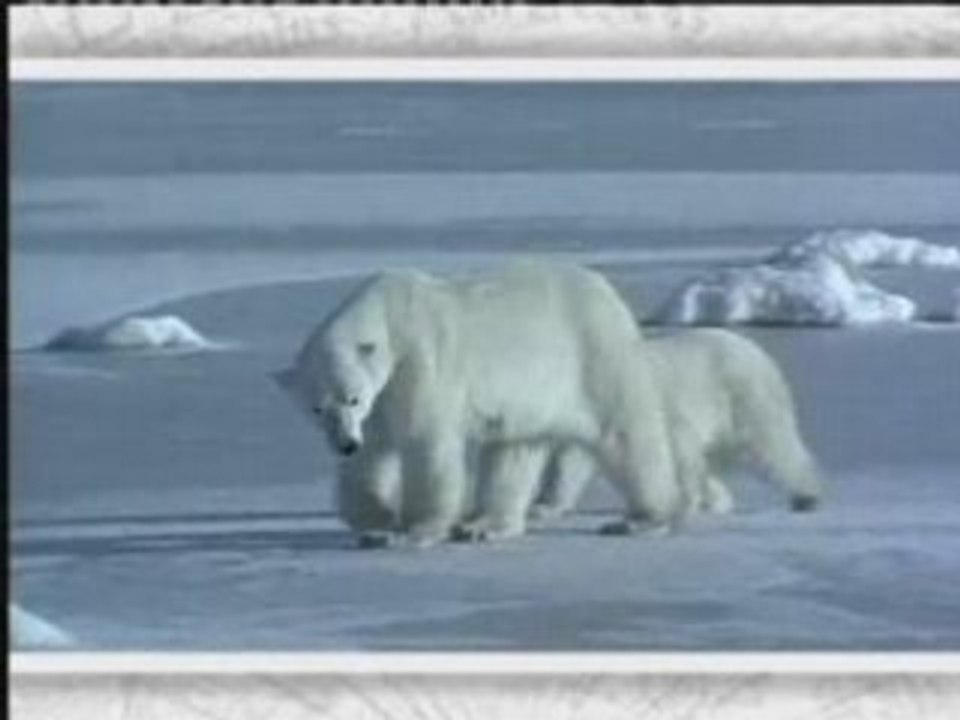L'Ours polaire