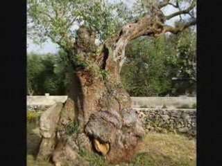 IL SALENTO-Puglia di coste e ulivi