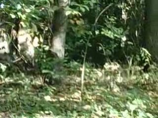 V.I.P. Fin du guizmo