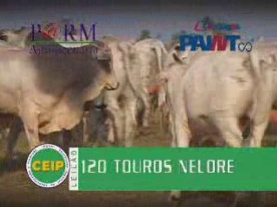 VT_LEILÃO_PARM