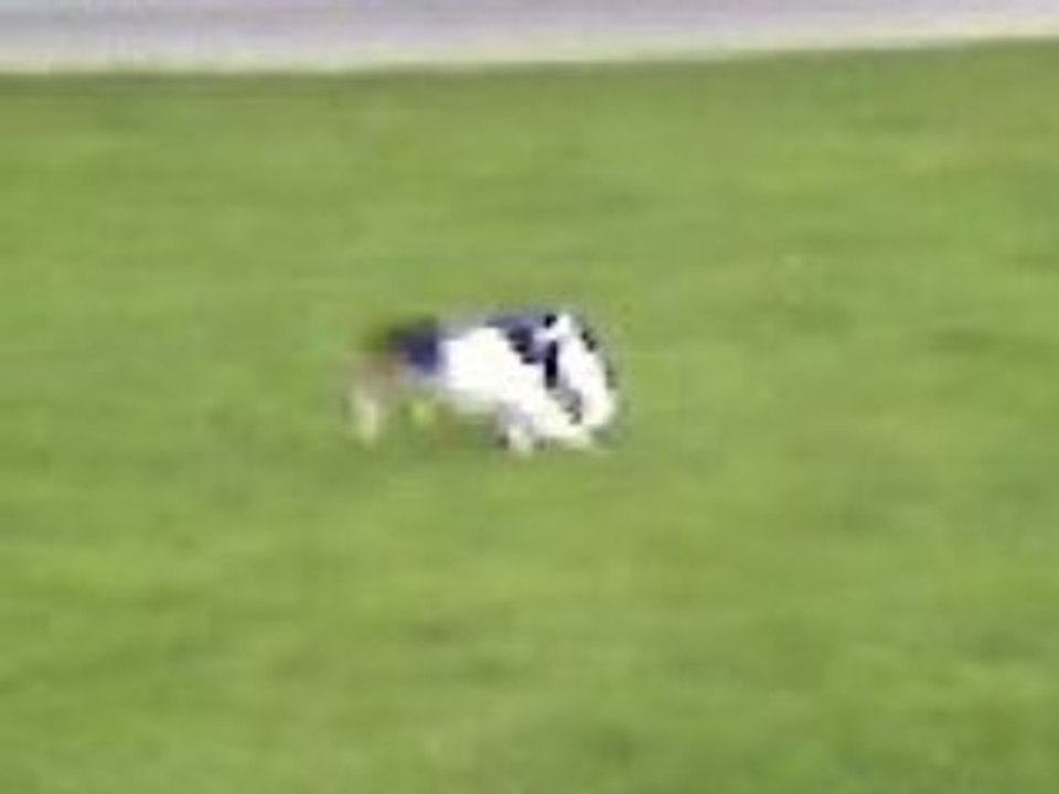 Vidéo0008 dart