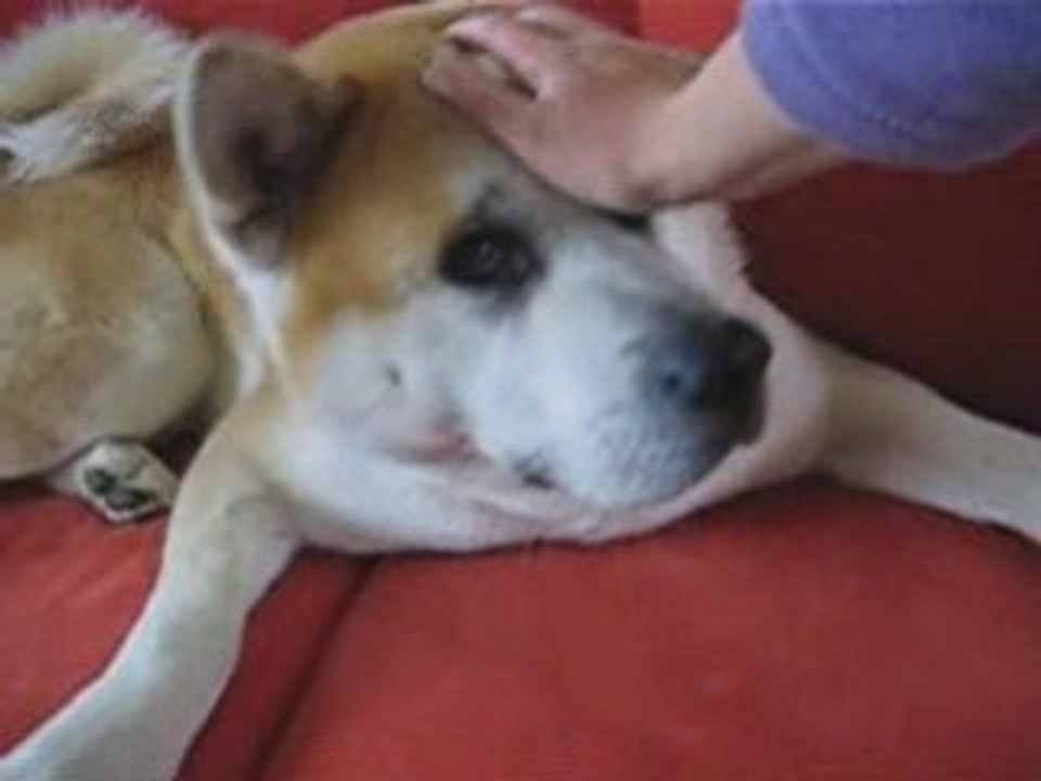 Keiro sur la banquette - aout 2008