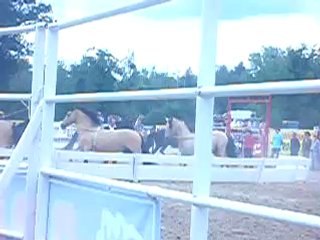 les chevaux de lucien gruss