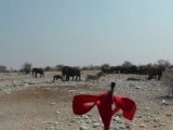 Le Fil Rouge des Elephants d'Etosha - Namibie