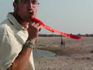 Le Fil Rouge des Girafes d'Etosha - Namibie