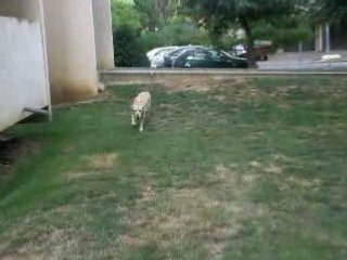 Pas de pitié pour les pignes