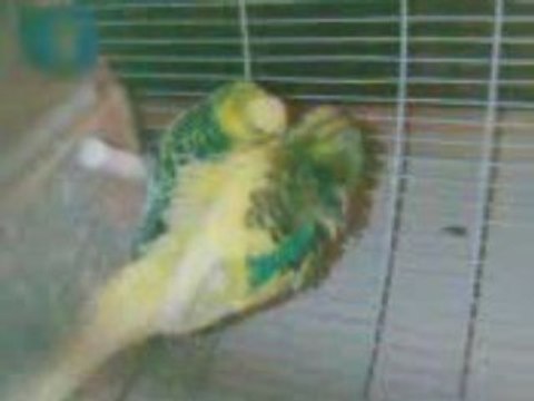 Acouplement de perruches ondulées (Upsy et Amazone)