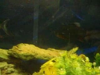 les petit poisson de st sever