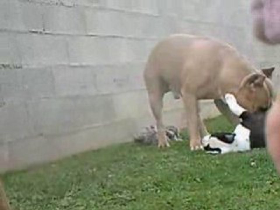 Video 1
