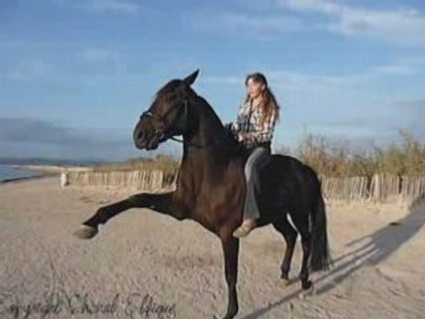 Mon Destrier , Ma Vie , Mon Coeur