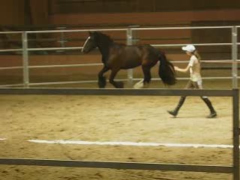 Nos championnats à la motte beuvron (equifeel)