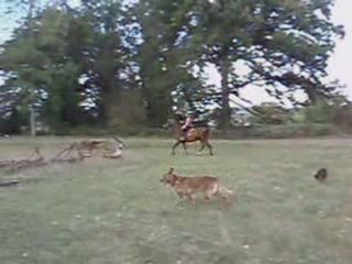 cours dressage