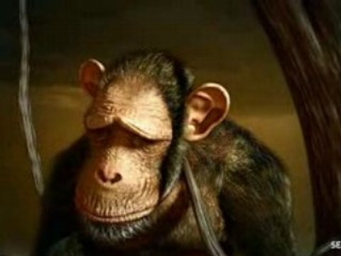 Quercus - Global Warming