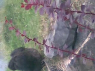 fuego et les chimpanzés