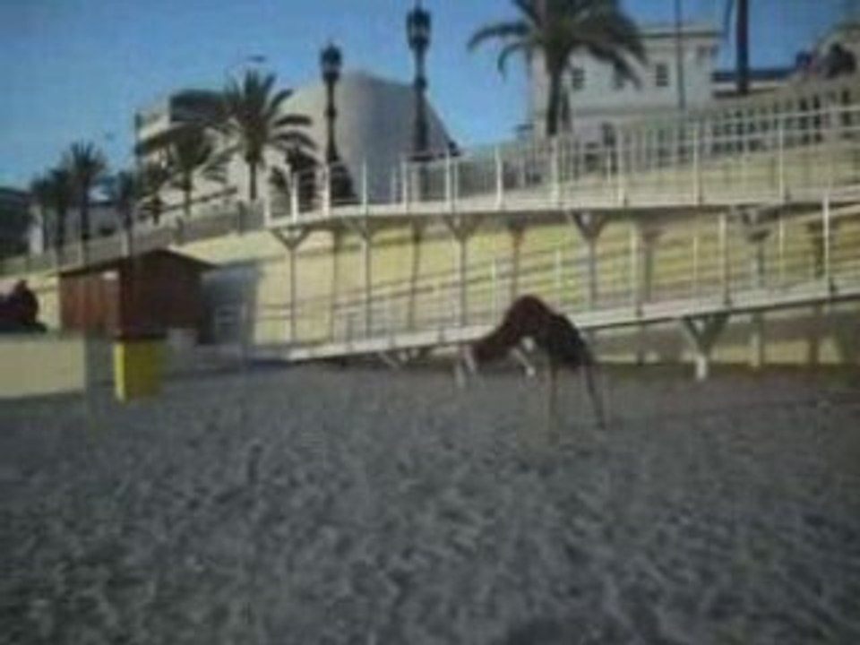 Moisés Vera & Alvarito break - Minisampler 2008