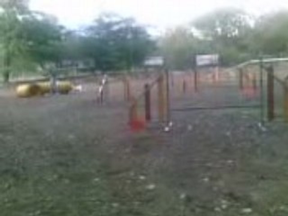 agility 2