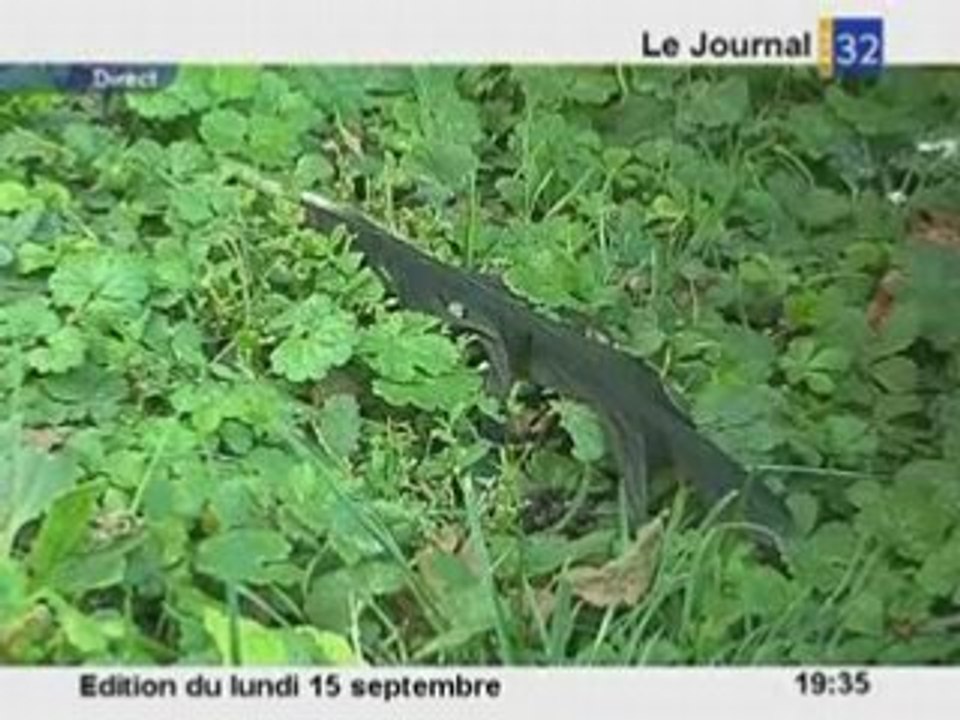 Mort de 47 canards à Saint-André-les-Vergers
