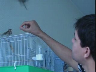 Chardonneret Jilguero Mange A La Langue  (polero)