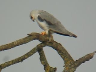 Elanion blanc à Genève