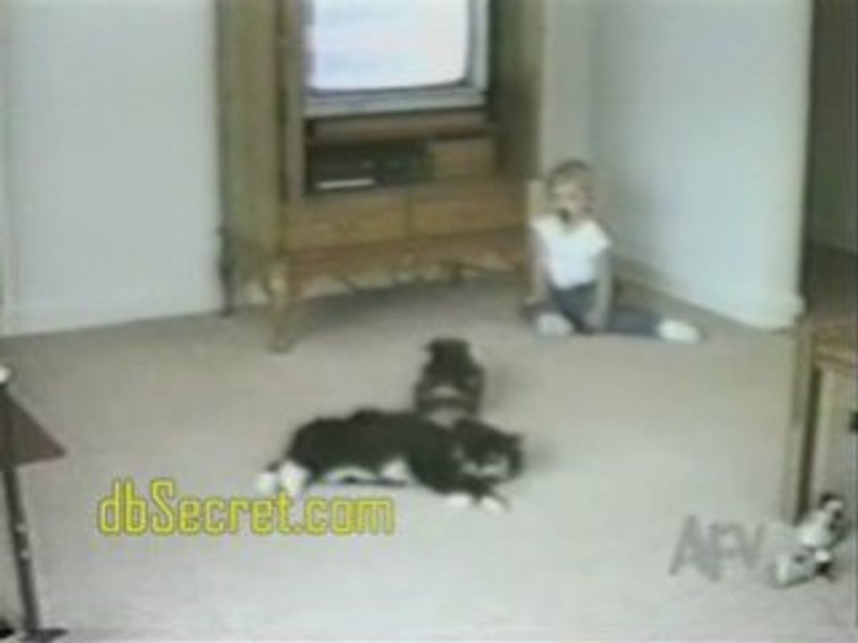 Funny Animals