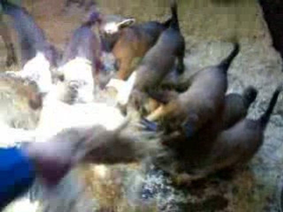 Chiots lounaa 010