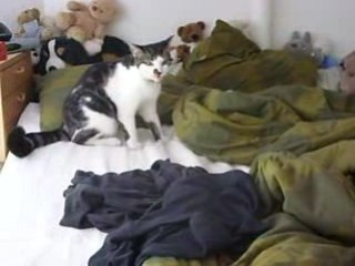 Néro qui joue à Cache-Cache