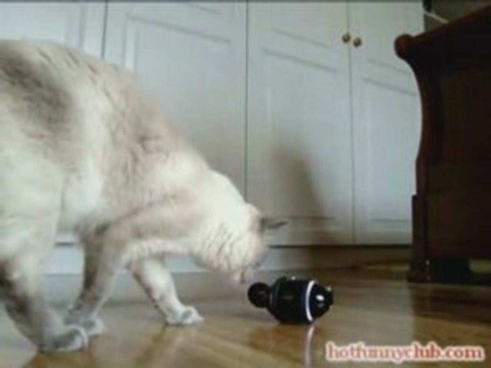 Sony Rolly Vs Cats