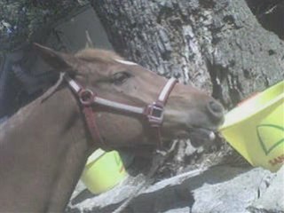 Diapo mimi tres long 2