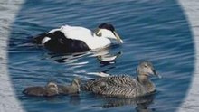 Eider à duvet N