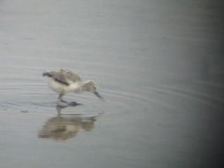 Avocette élégante