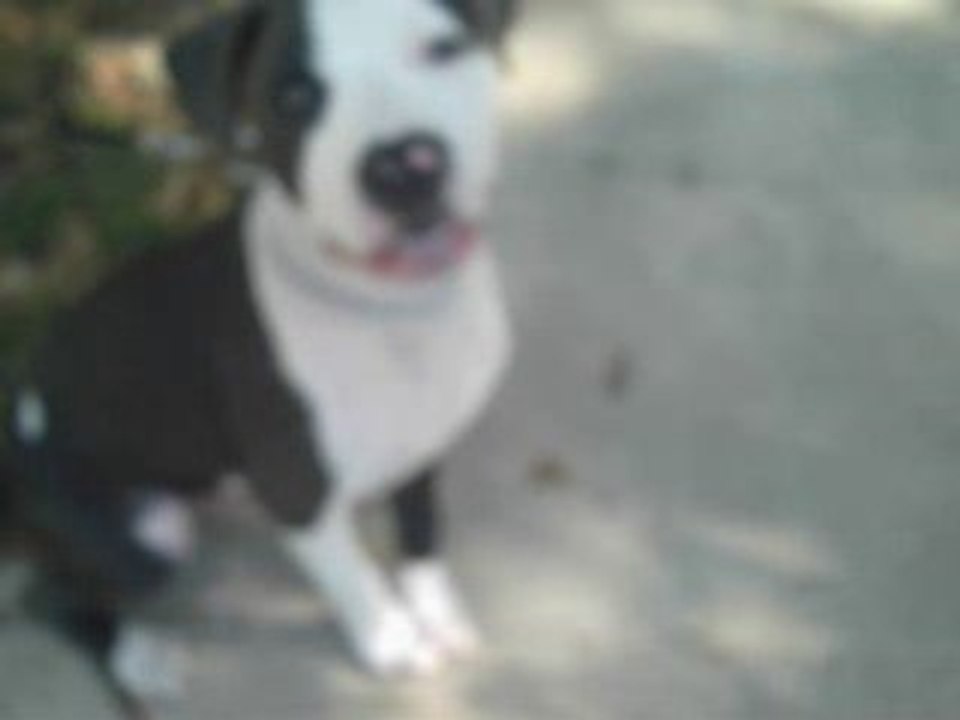 Mac the Puppy Pit Bull