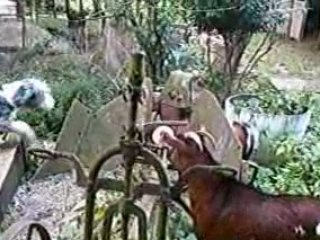 Vidocq et les chèvres