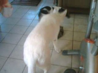 Jeux chiens chat 003