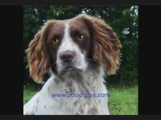 Talking Dog Tell You How To Handle Dog Illnesses