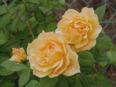 Ömer Karaoğlu - Mekke