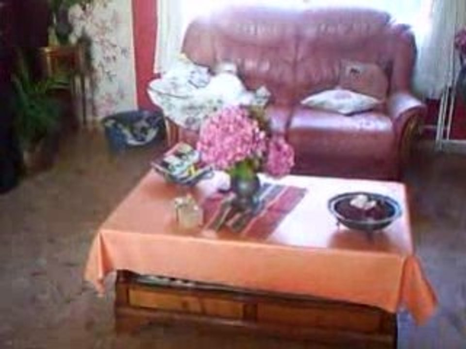 Un petit chien pas très malin