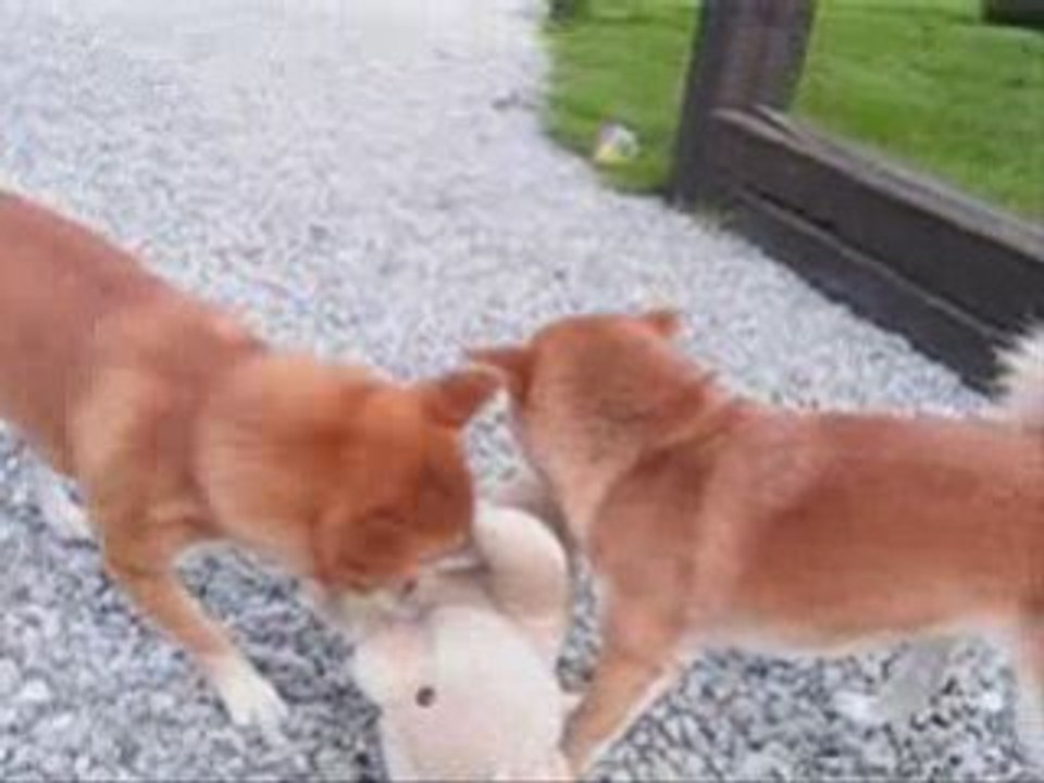 Kimiko hoshi & teddy