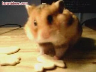 Hungry Hungry Hamster