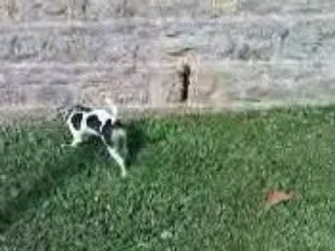 Daïa et la chasse aux lézards II